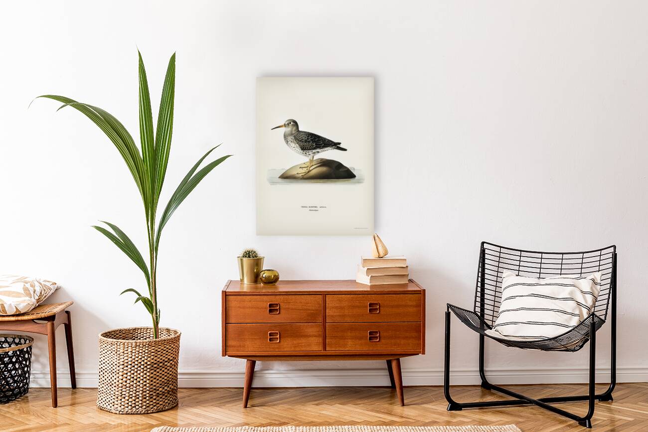 Purple Sandpiper tringa maritima Reproduction