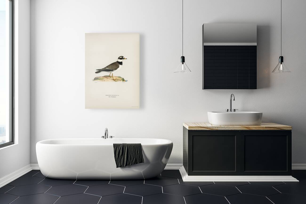 European roller CORACIAS GARRULUS Reproduction