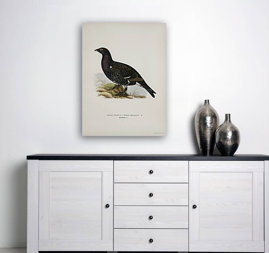 Hybrid between black grouse and western capercaillie Lyrurus tetrix ♂ x Tetrao urogallus ♀ Reproduction