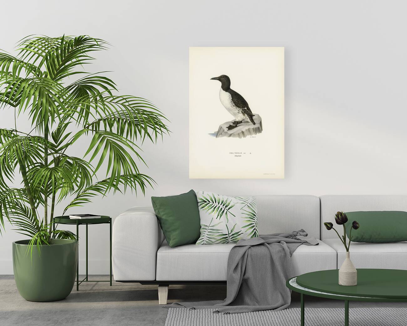 Uria troille Reproduction