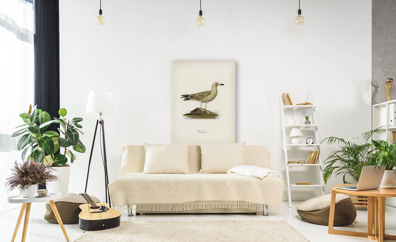 Leser black-backed gull Larus fuscus Reproduction