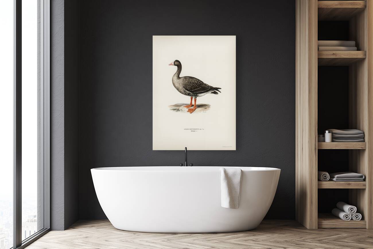 Anser erythropus ♂ Reproduction