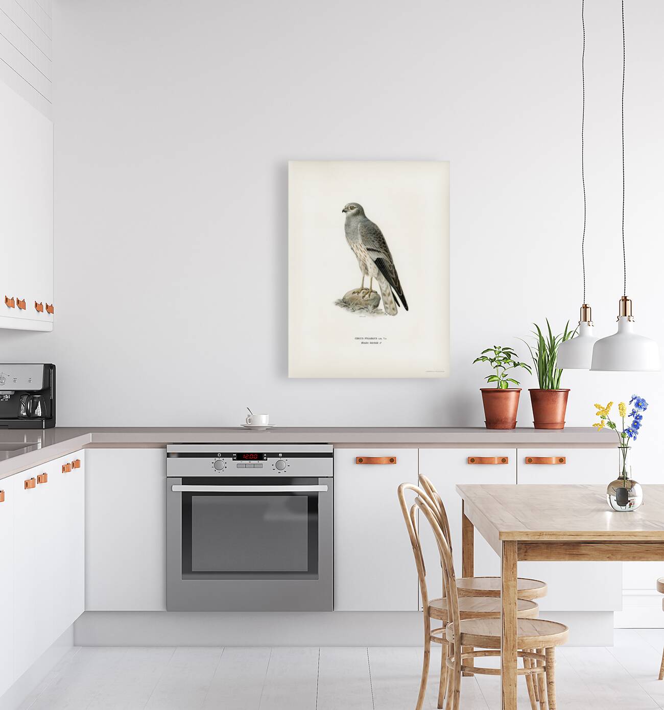 Montagu&39s Harrier male Circus pygargus Reproduction