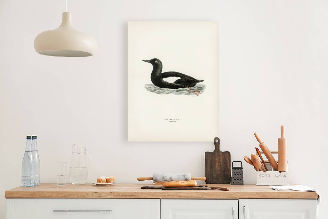 Black guillemot Uria Grylle Reproduction