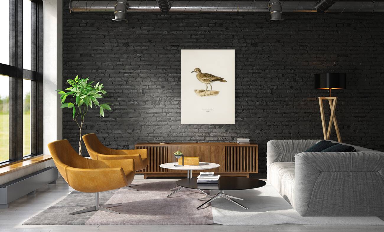 Eurasian stone curlew burhinus oedicnemus Reproduction