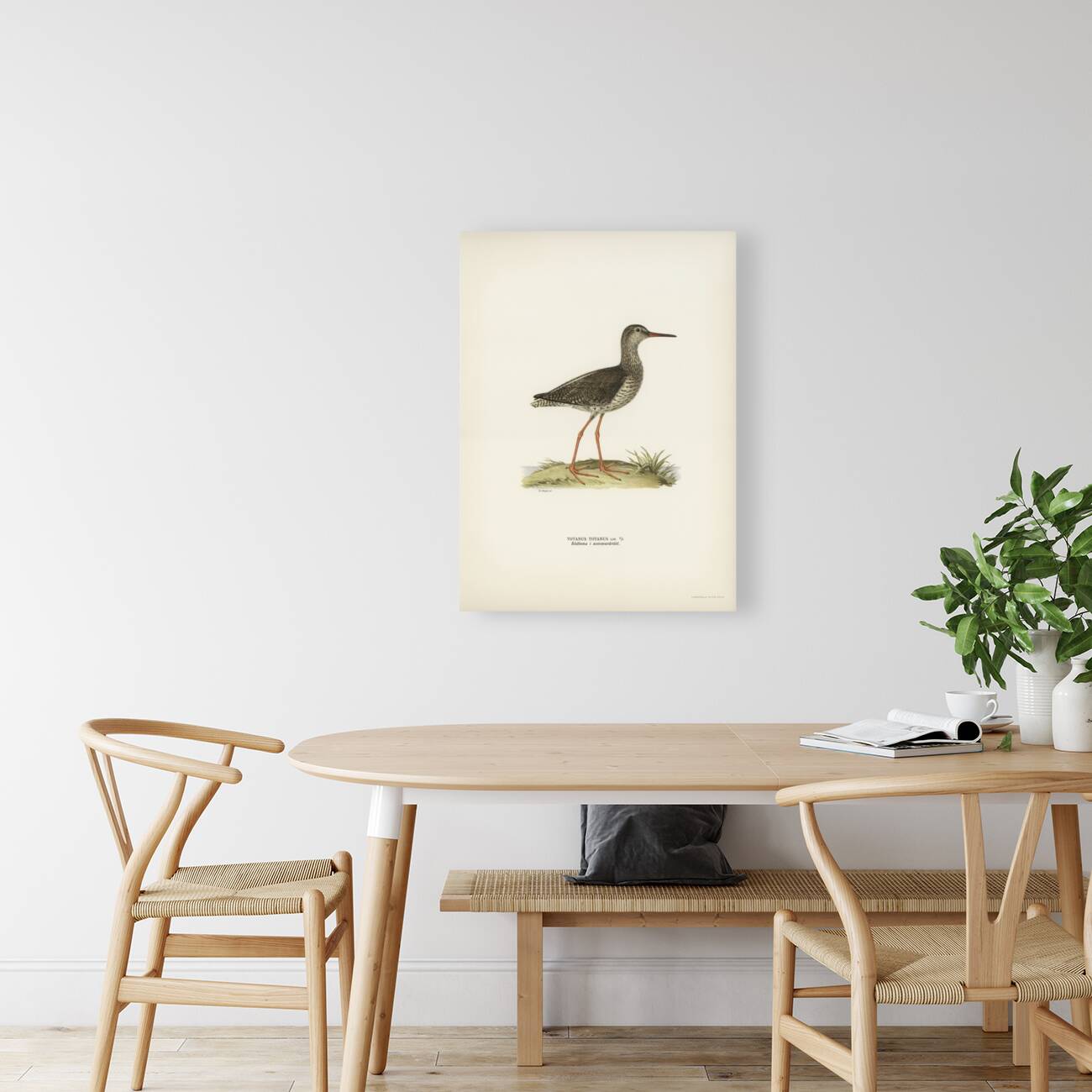 Common redshank Totanus totanus Reproduction