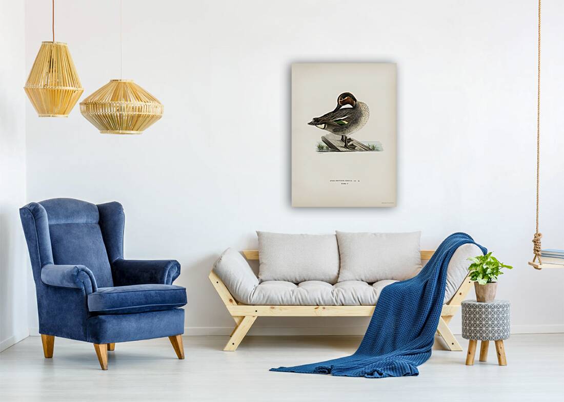 Anas Nettion Crecca Reproduction