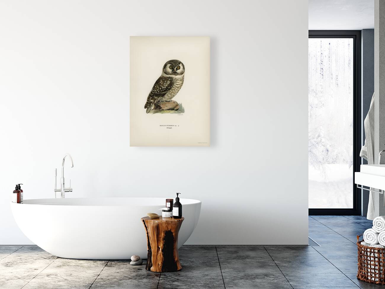 Boreal Owl Tengmalm&39s Owl Aegolius funereus Reproduction