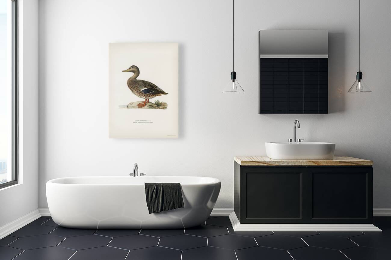 Boreal Owl Tengmalm&39s Owl Aegolius funereus Reproduction