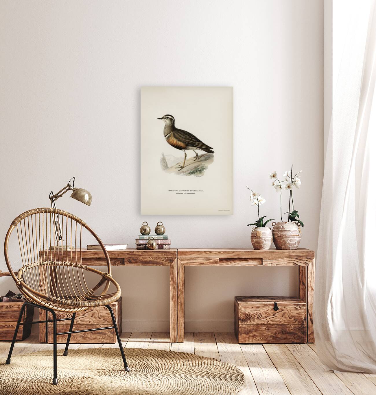 Eurasian dotterel ♂ Charadrius eudromias morinellus Reproduction