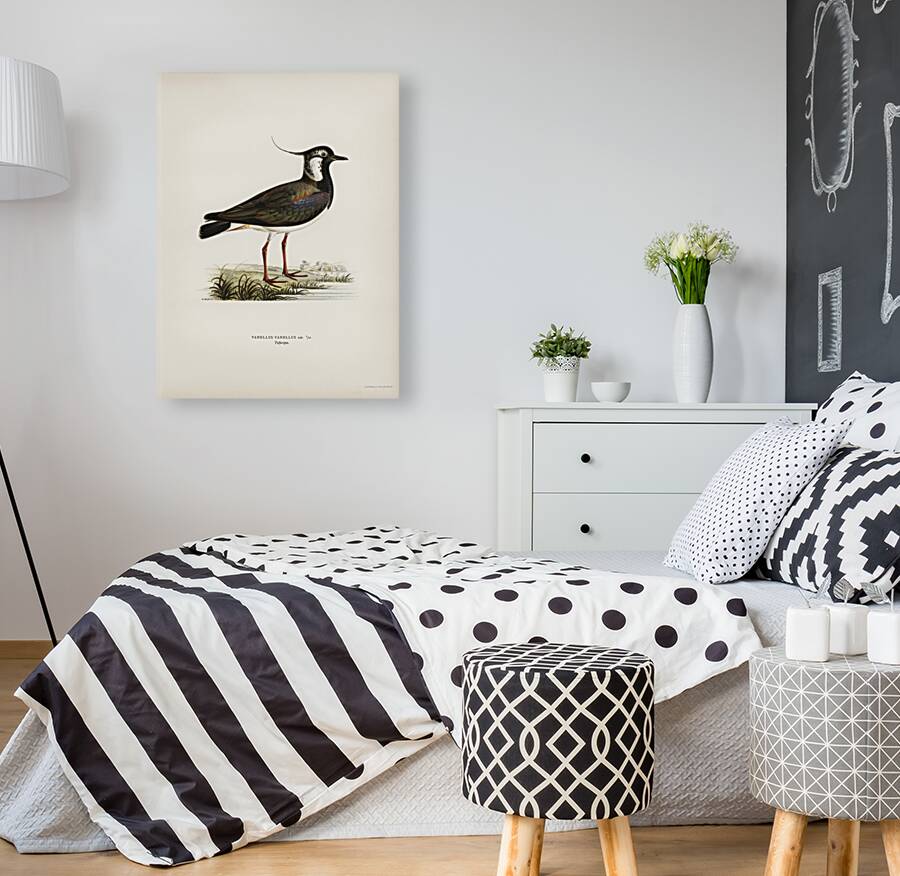 Northern labwing Vanellus vanellus Reproduction