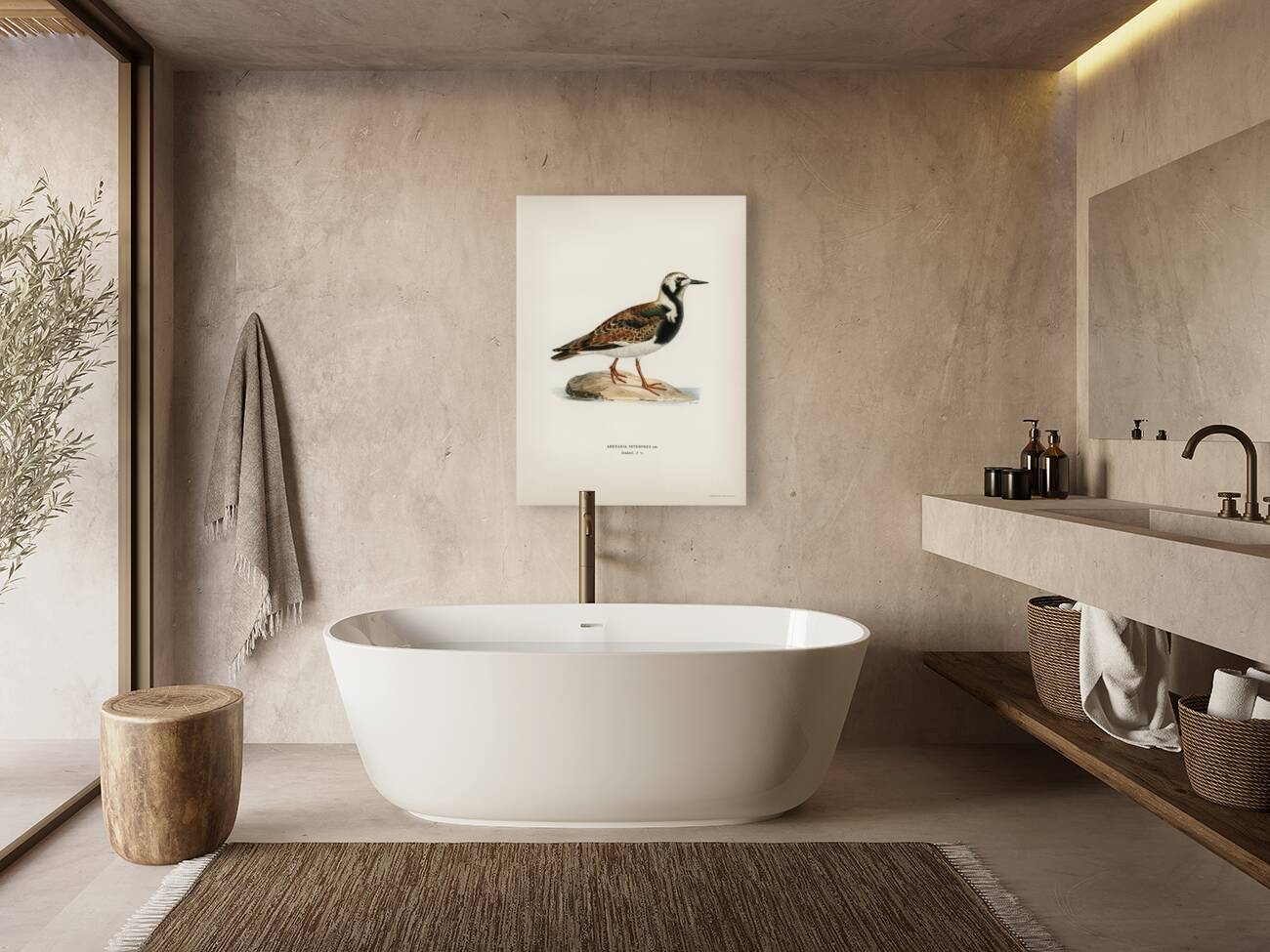 Ruddy turnstone arenaria interpres  Reproduction