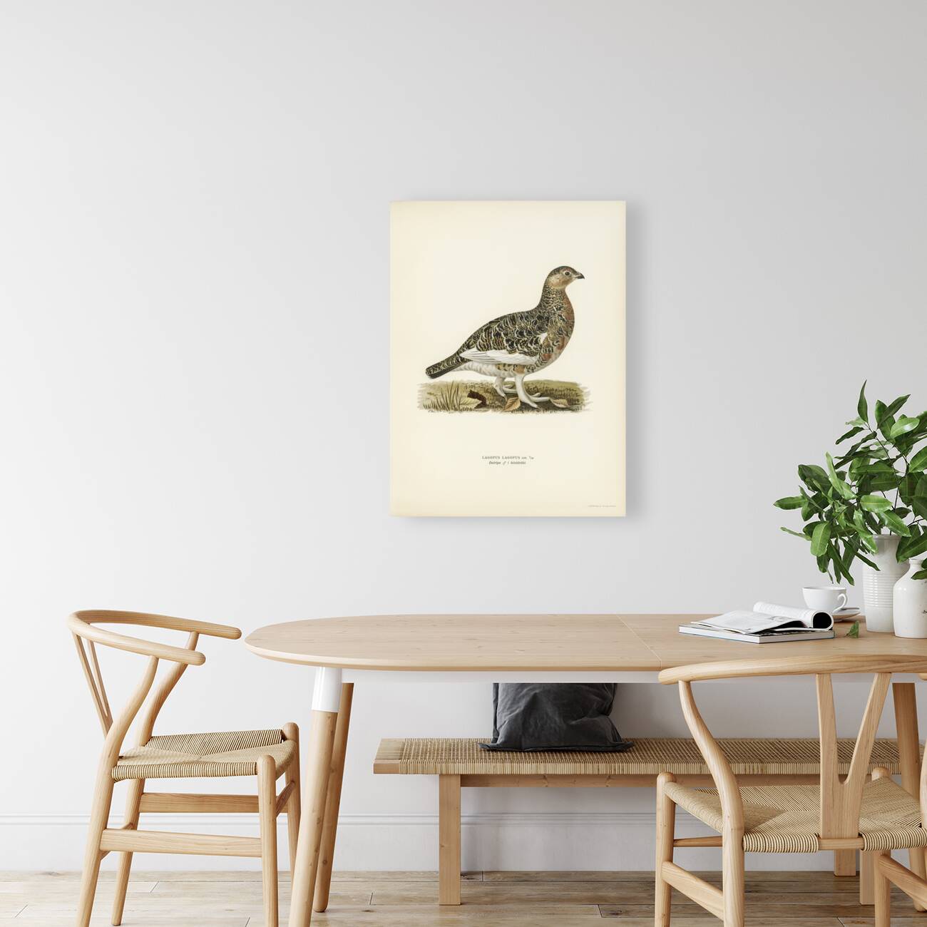 Willow ptarmigan male Lagopus lagopus Reproduction