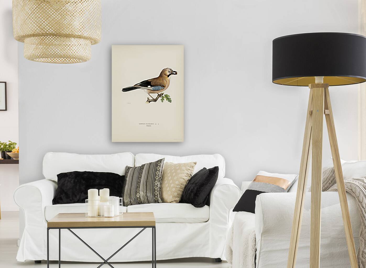 Eurasian jay Garrulus glandarius Reproduction