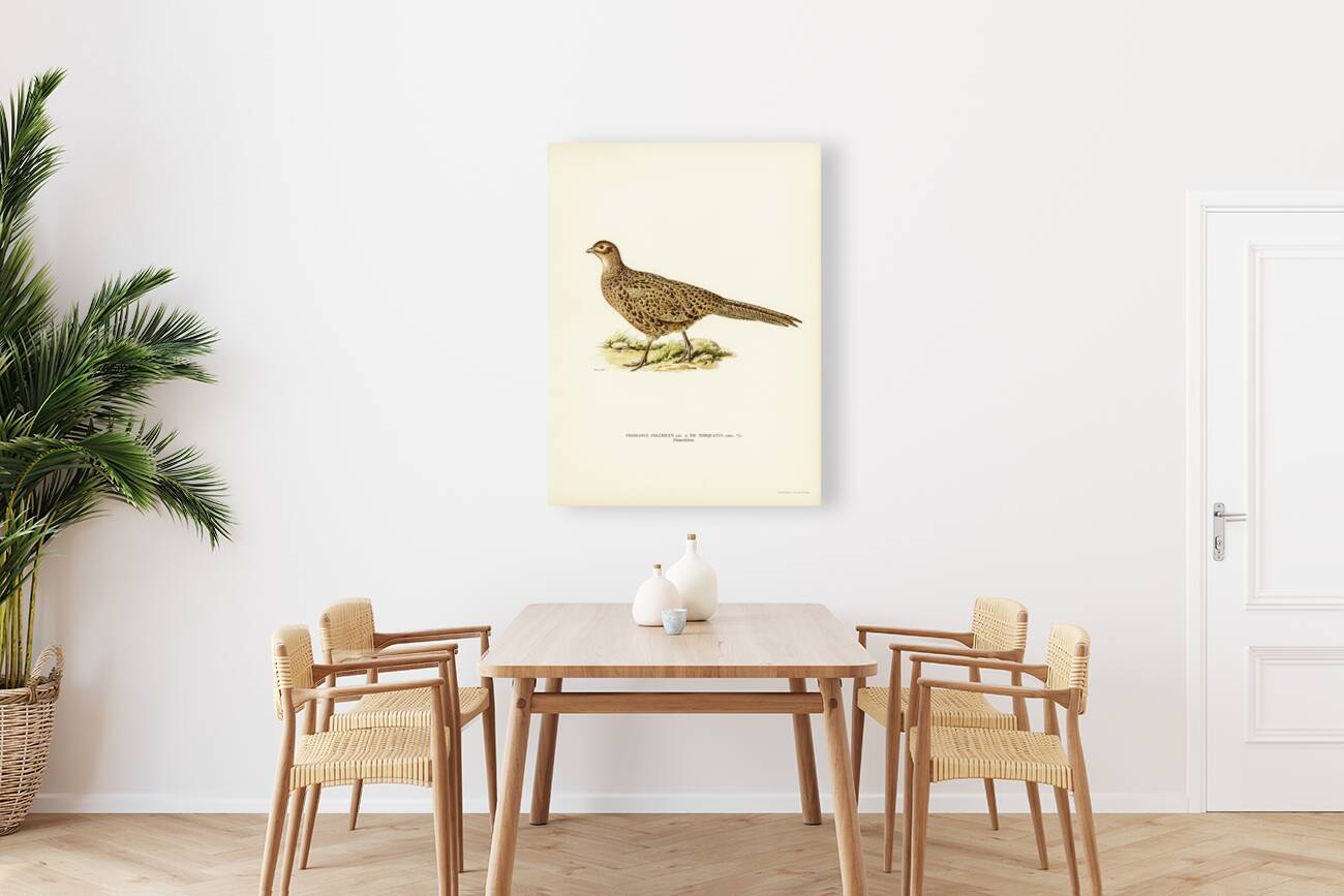 Pheasant Phasianus Colchicus Reproduction