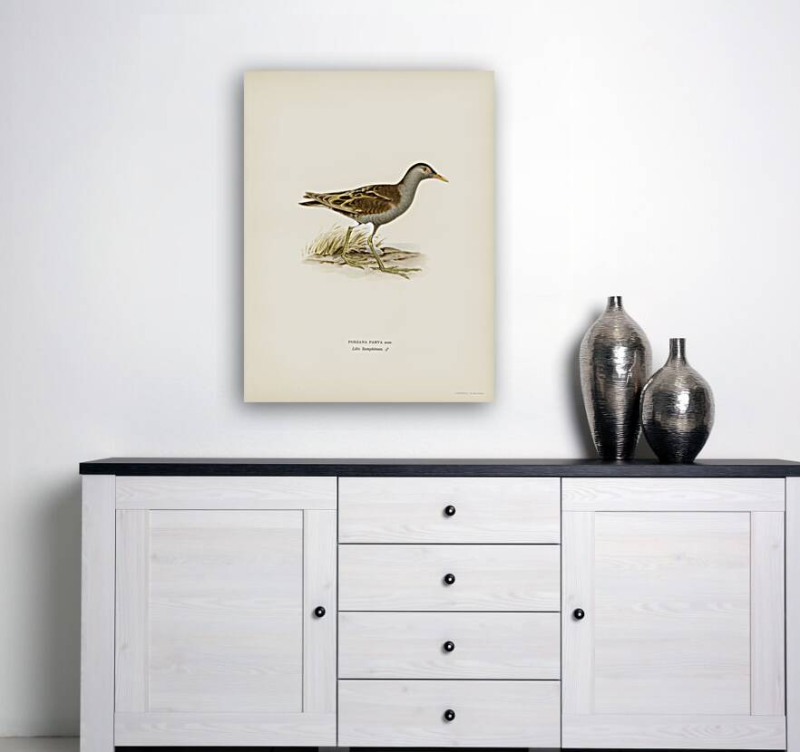 Little crake porzana parva Reproduction