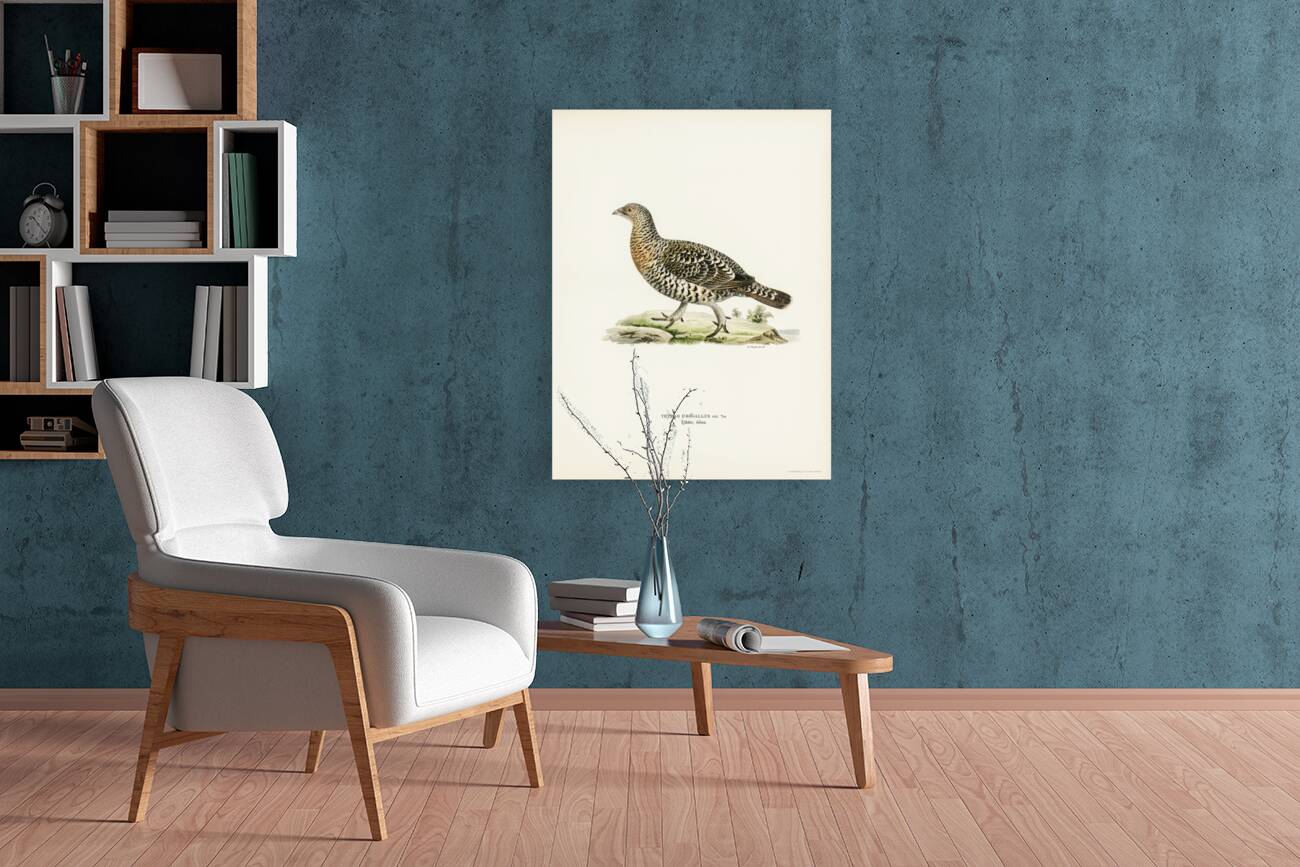 Western Capercaillie Tetrao Urogallus  Reproduction