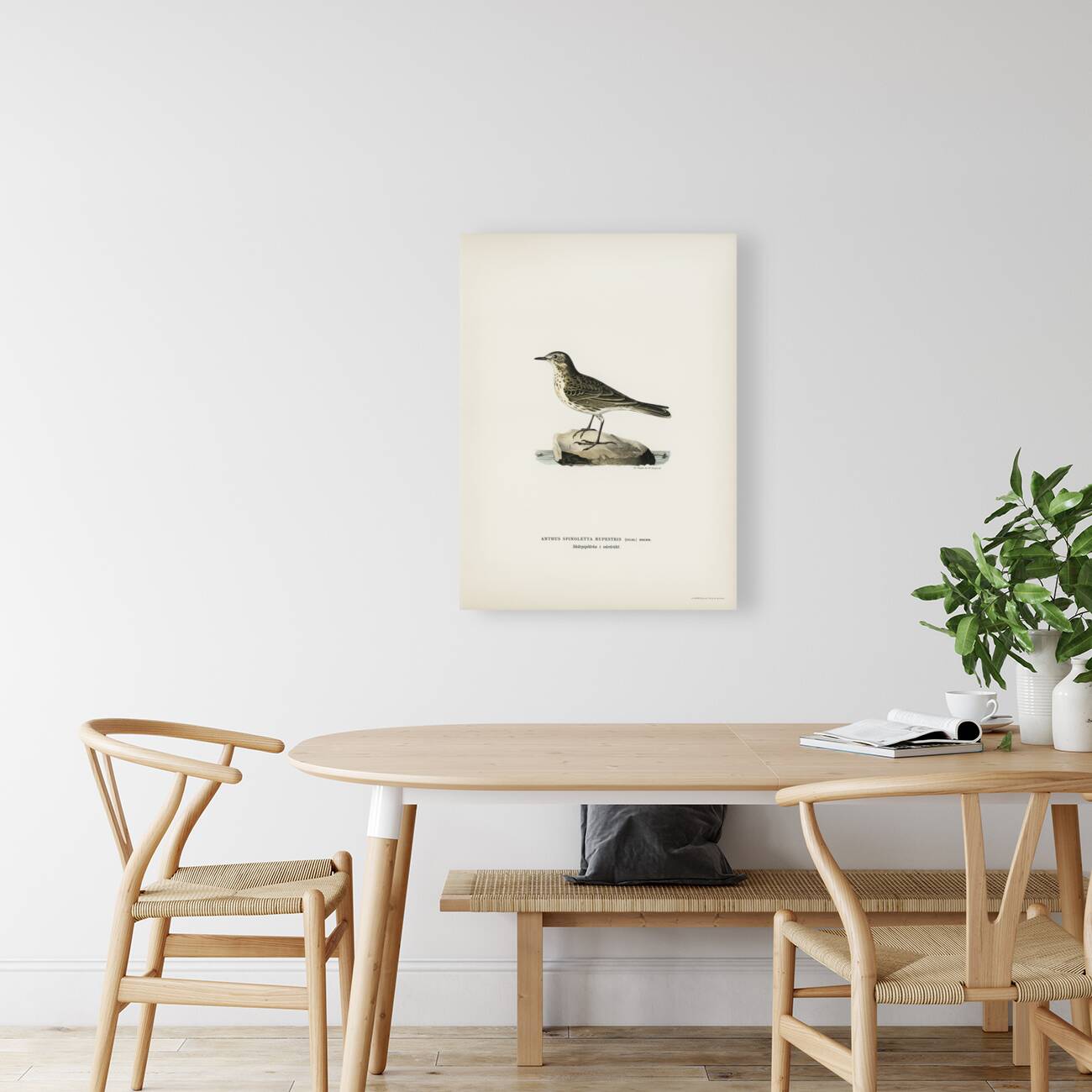 Water pipi ANTHUS SPINOLETTA RUPESTRIS Reproduction