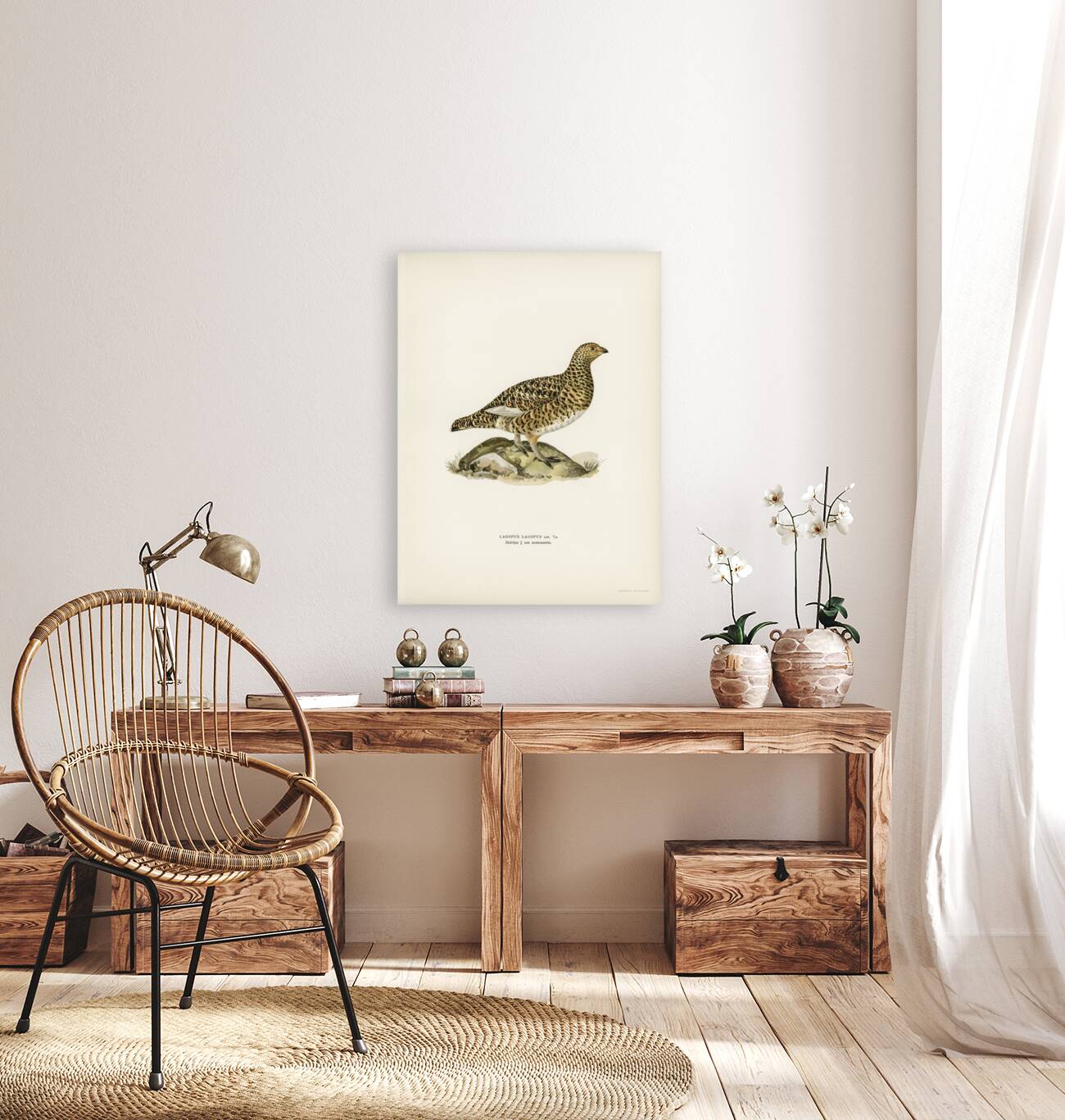 Water pipi ANTHUS SPINOLETTA RUPESTRIS Reproduction