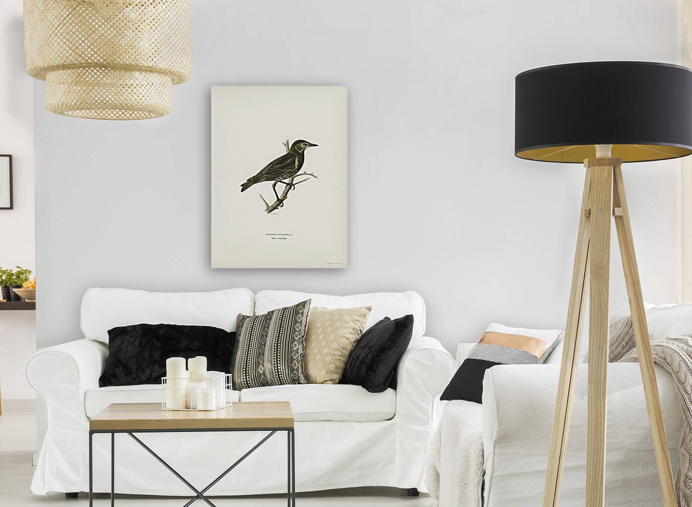 Starling Sturnus vulgaris Reproduction