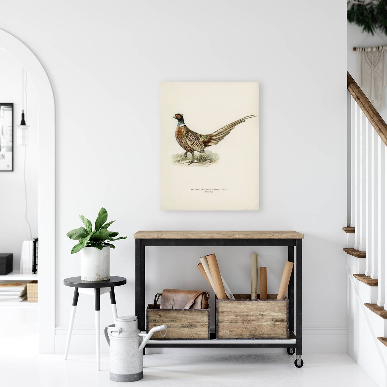 Ring-necked Pheasant phasianus colchicus torquatus Reproduction