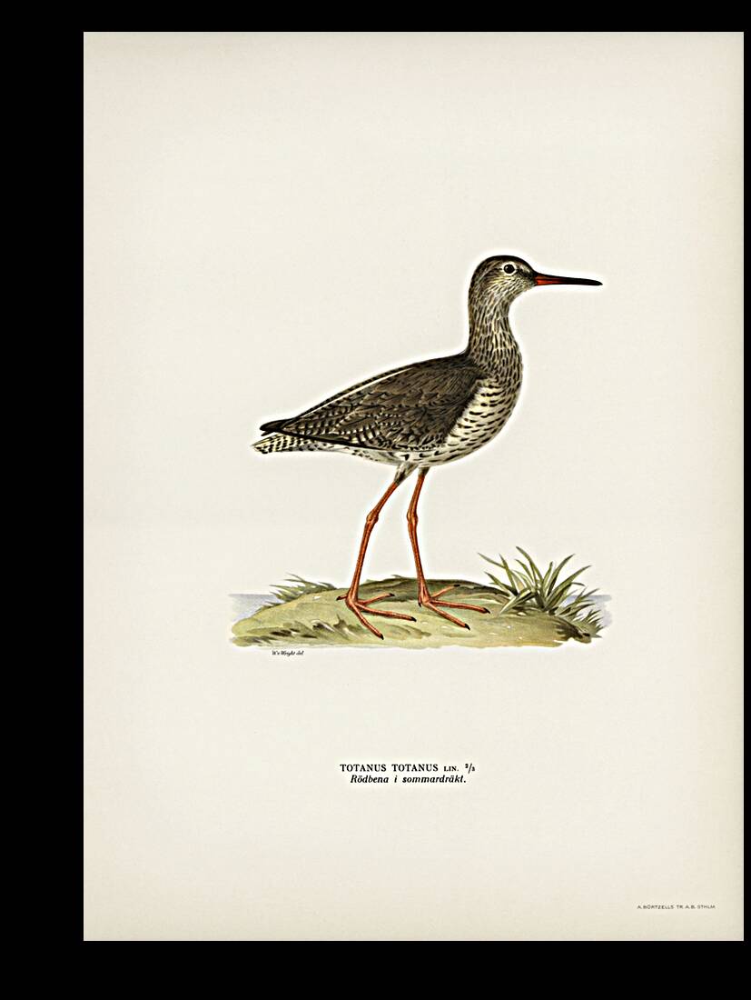 Common redshank Totanus totanus Reproduction