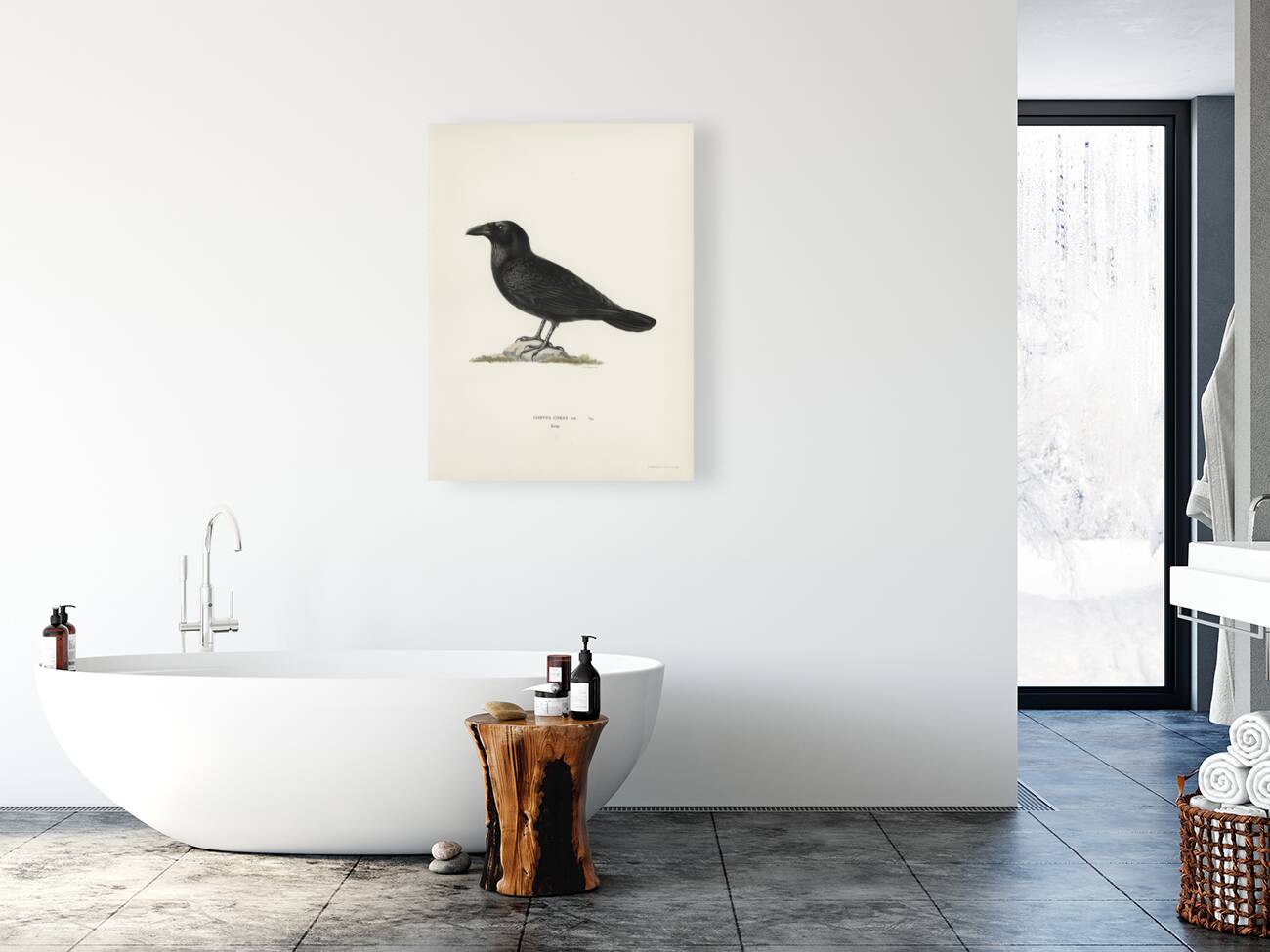 Common raven Corvus corax Reproduction