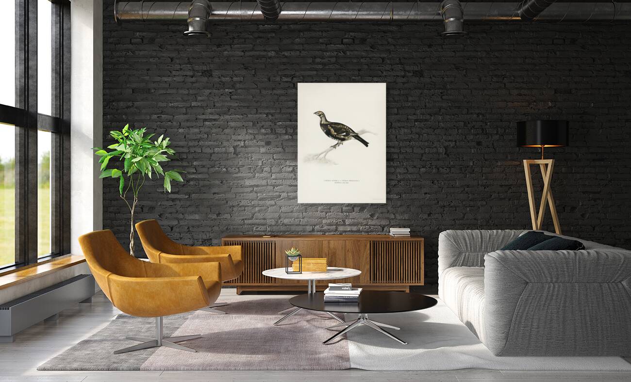 Hybrid between Black grouse and Willow ptarmigan Yrurus tetrix x lagopus lagopus Reproduction