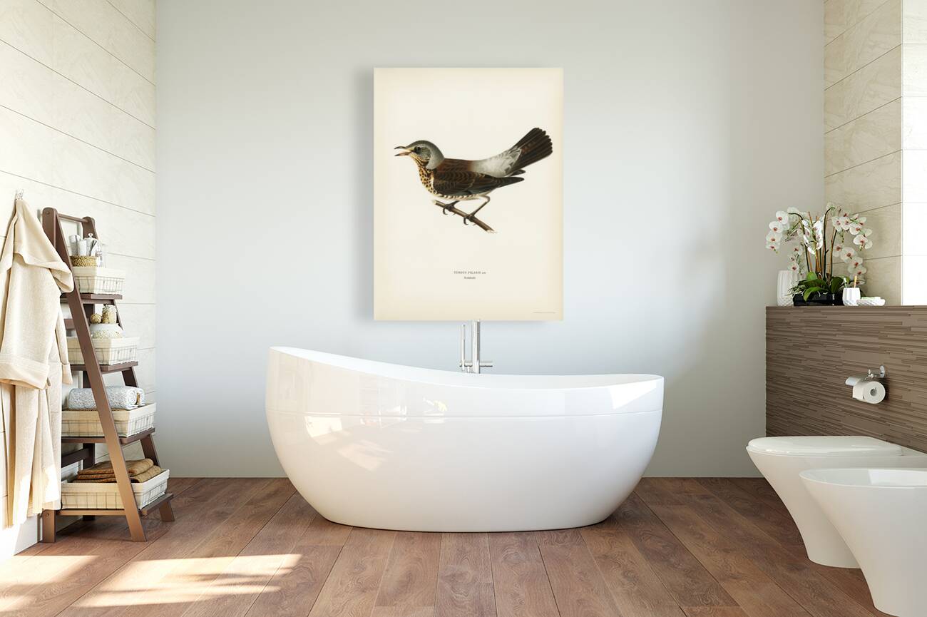 Fieldfare Turdus pilaris Reproduction