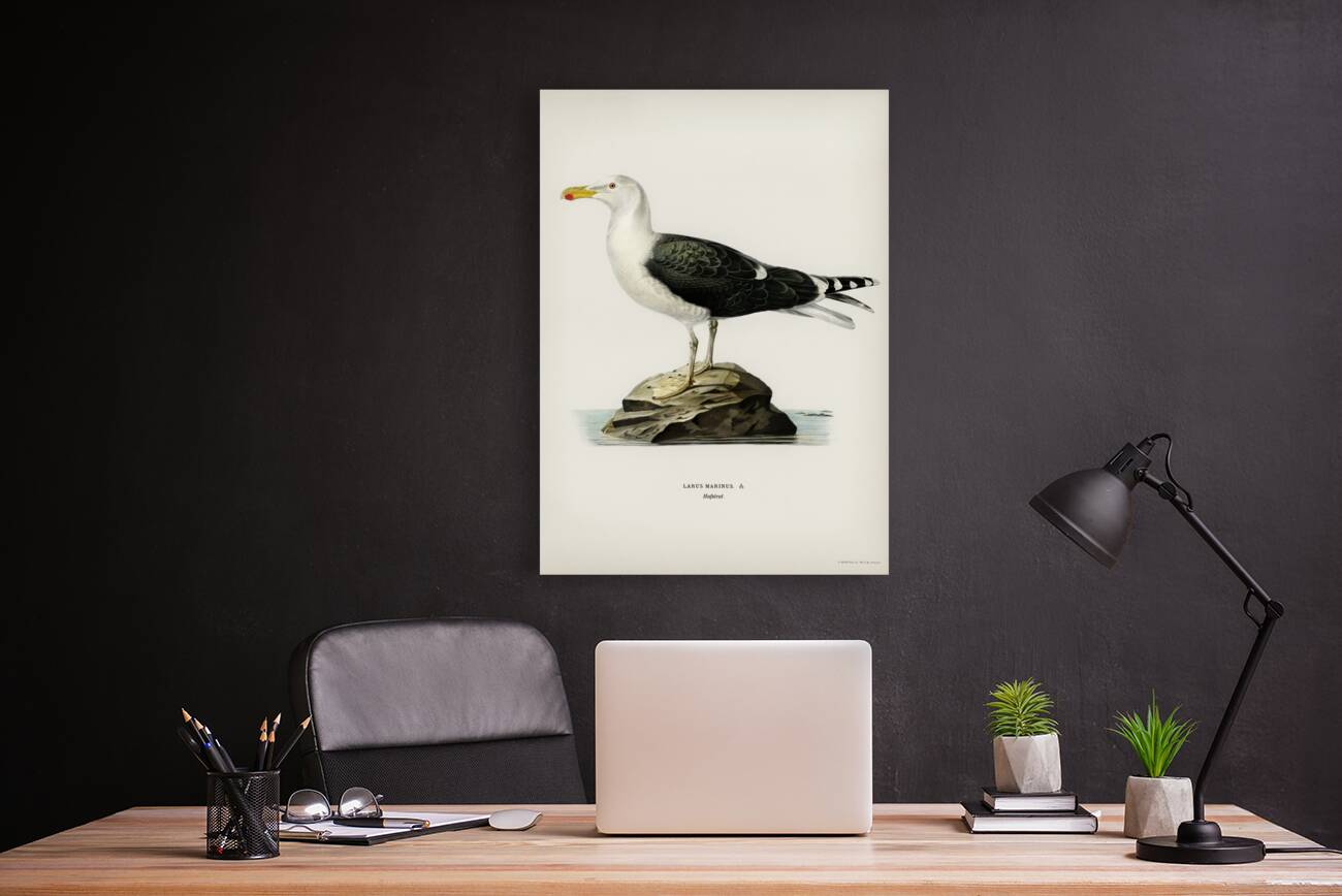 Great black-backed gull Larus Marinus Reproduction