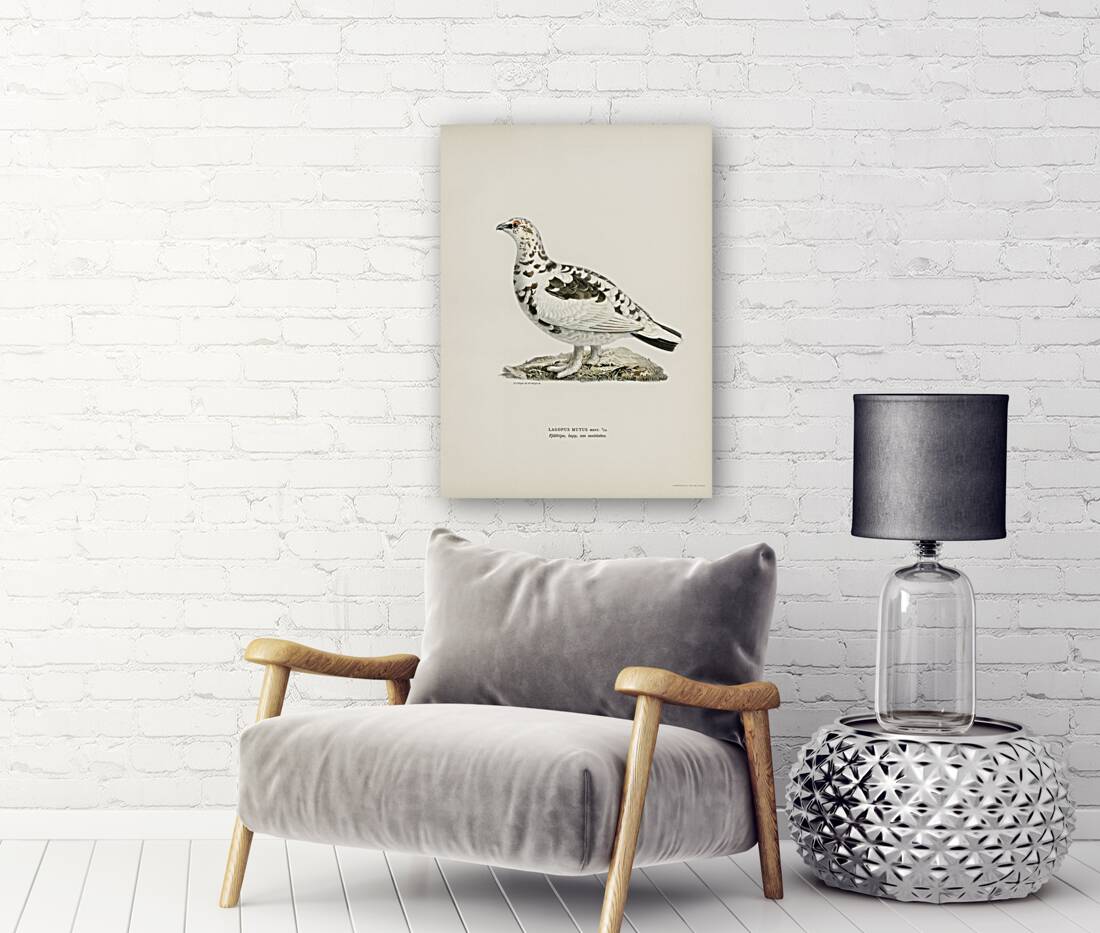 Rock ptarmigan Lagopus mutus Reproduction