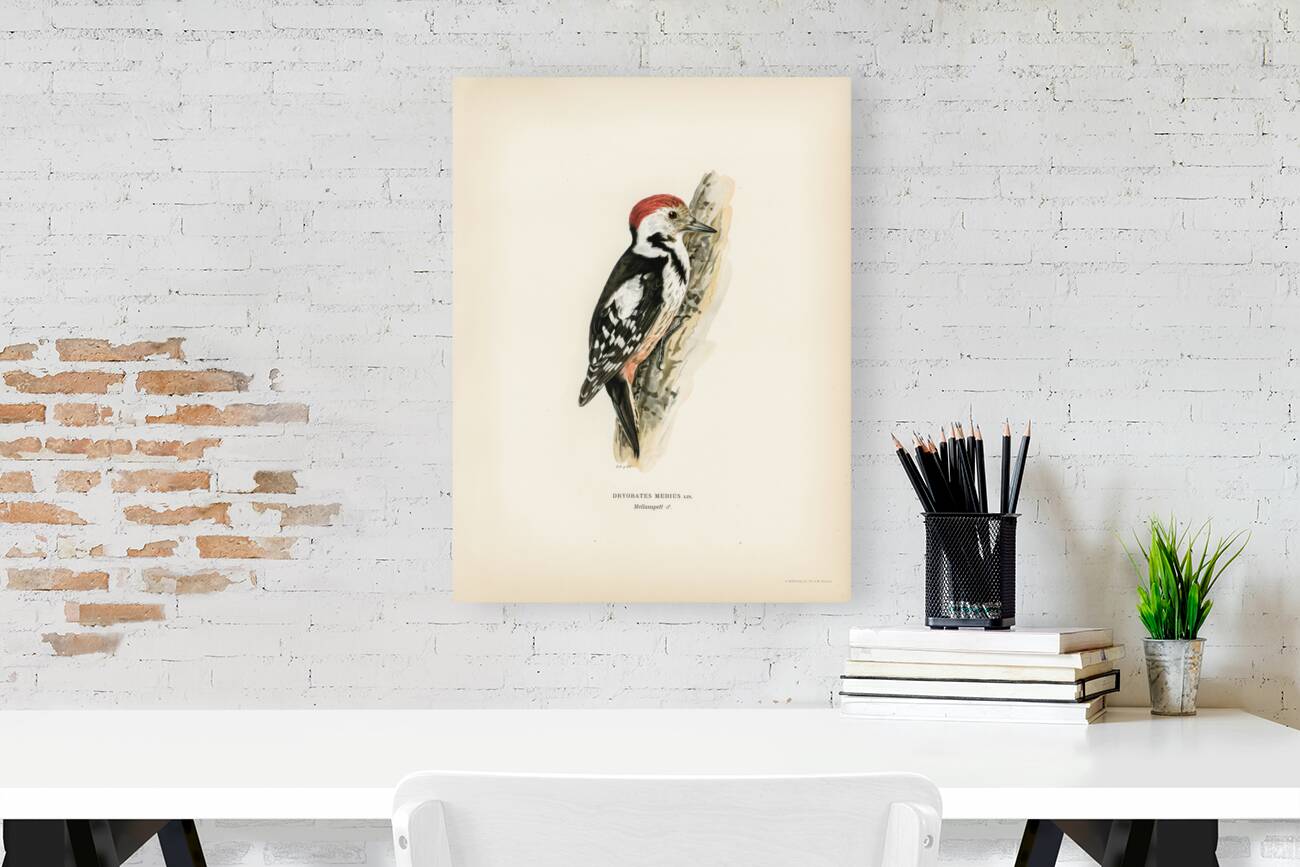 Dryobates medius Reproduction