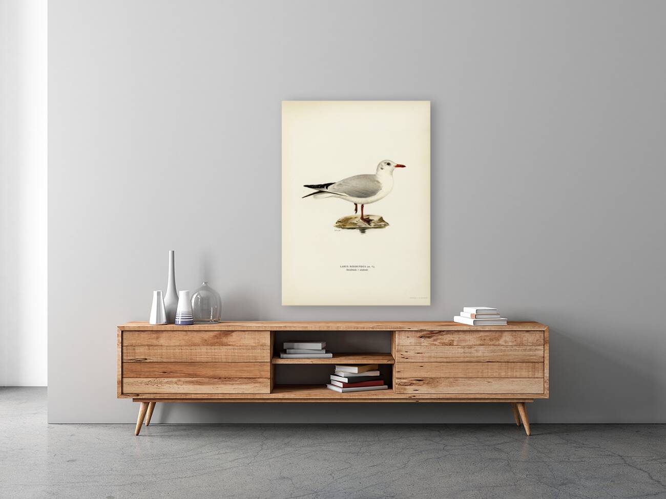 Black-headed gull Larus Ridibundus Reproduction