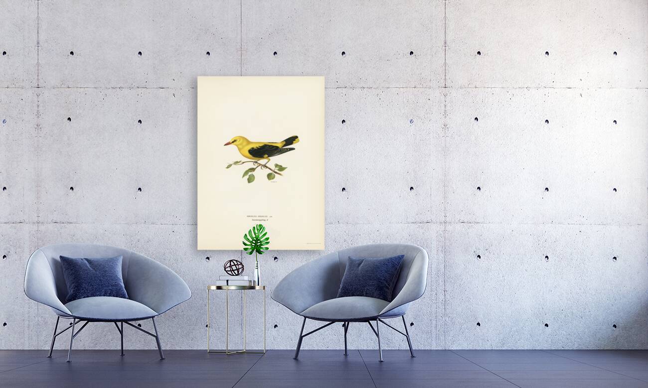 Eurasian golden oriole male Oriolus oriolus bird Reproduction