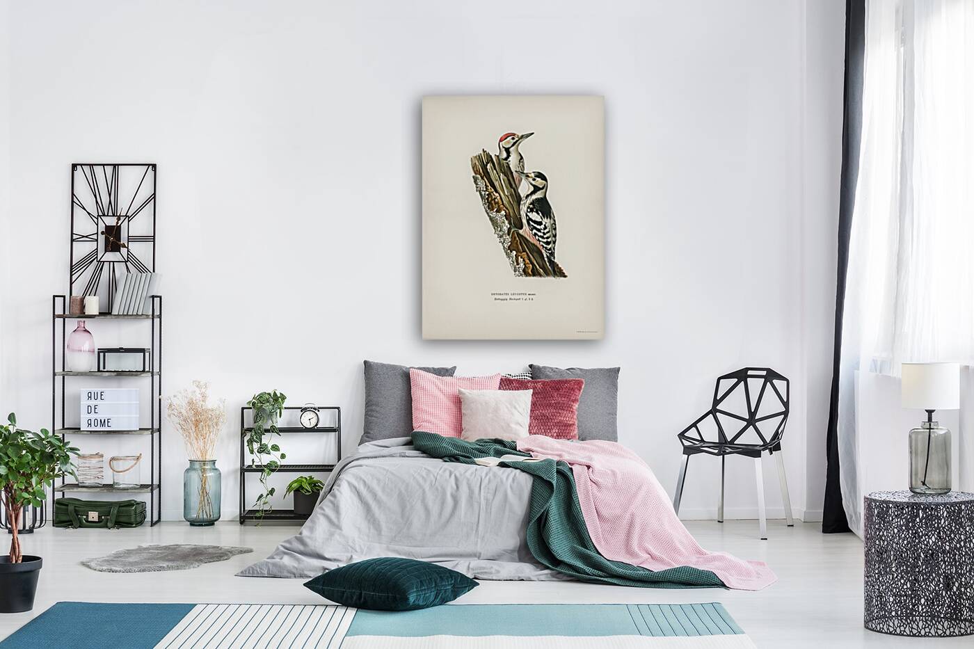 White-backed woodpecker 1♀  2♂ Dryobates leucotus Reproduction