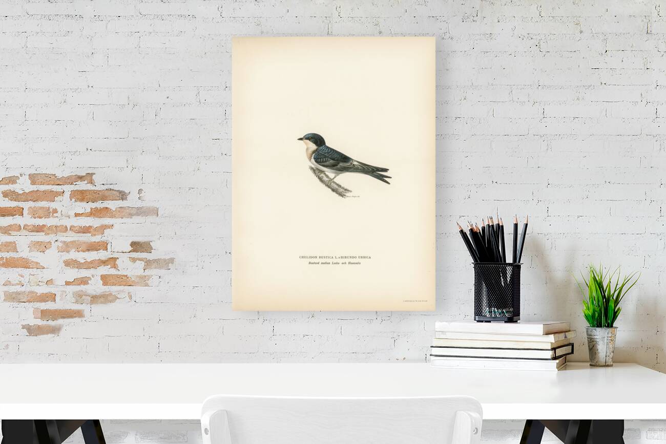 Hybrid between common house-martin and barn swallow Chelidon rustica L.xHirundo urbica Reproduction