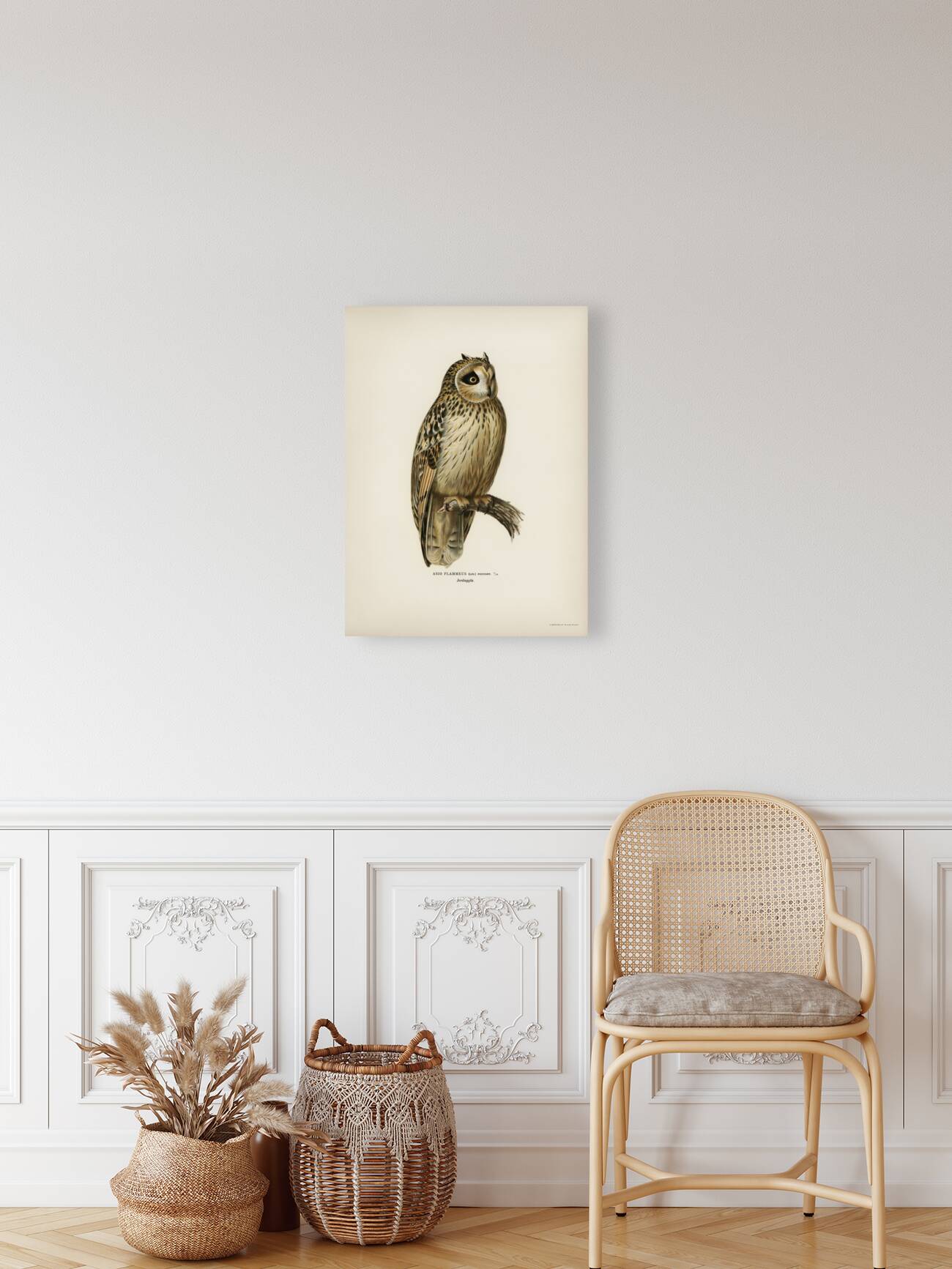 Short-eared Owl Asio flammeus Reproduction