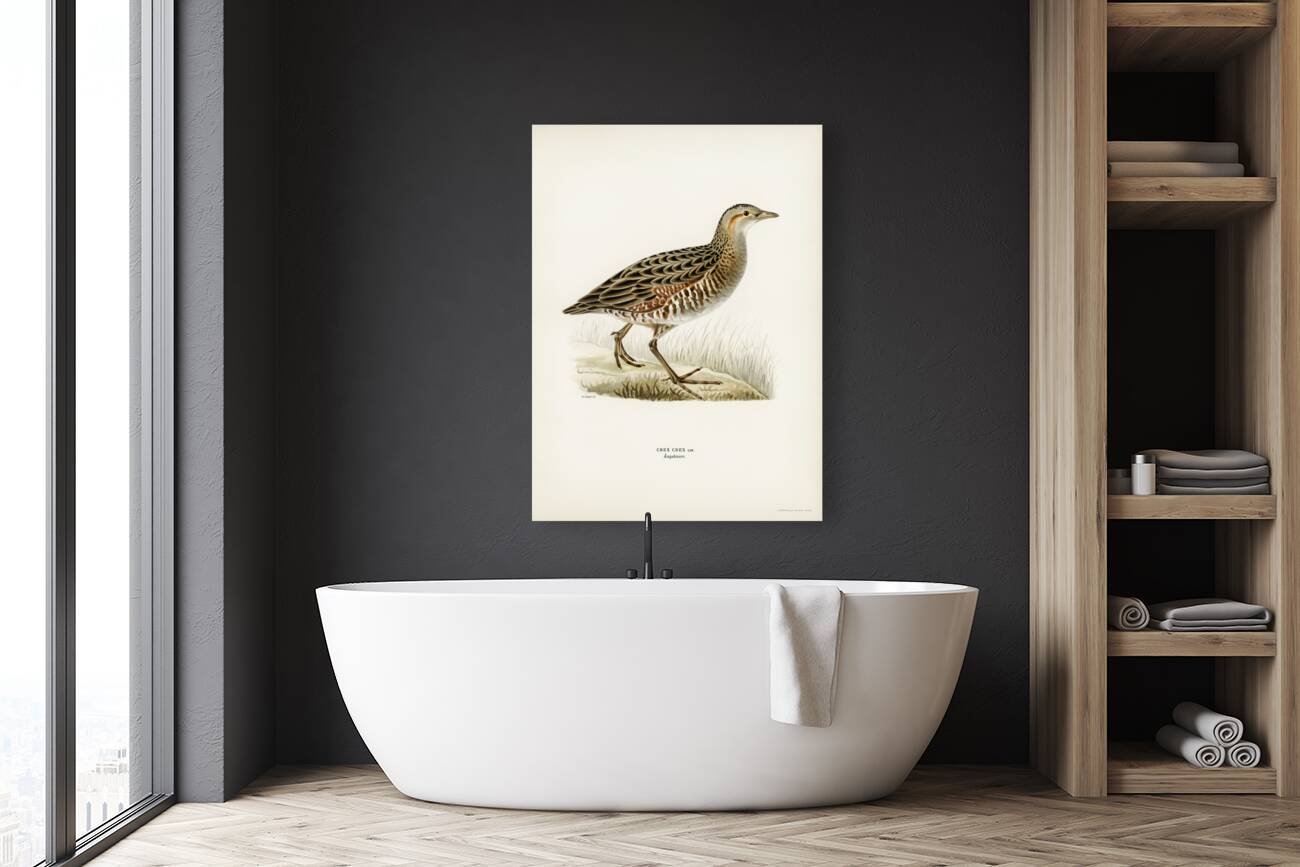 Common Buzzard BUTEO BUTEO Reproduction