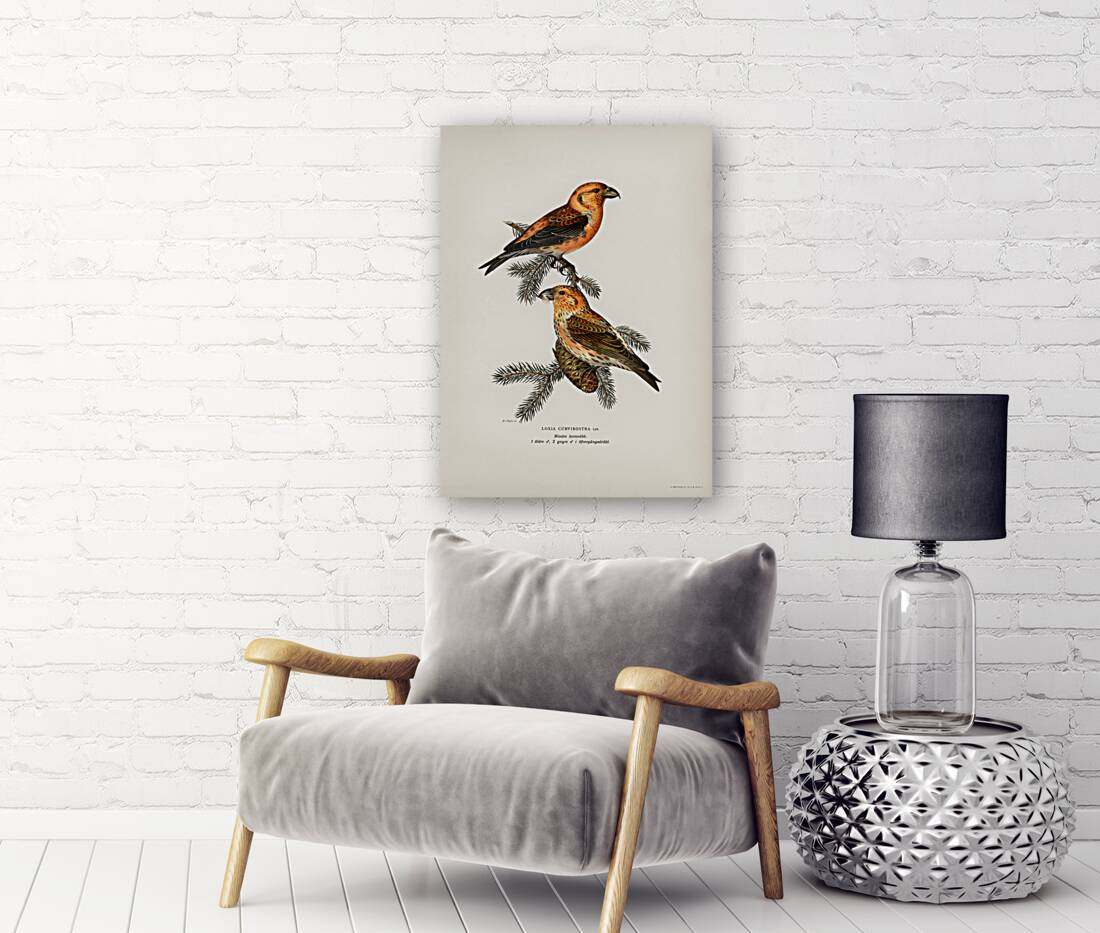 Common Buzzard BUTEO BUTEO Reproduction