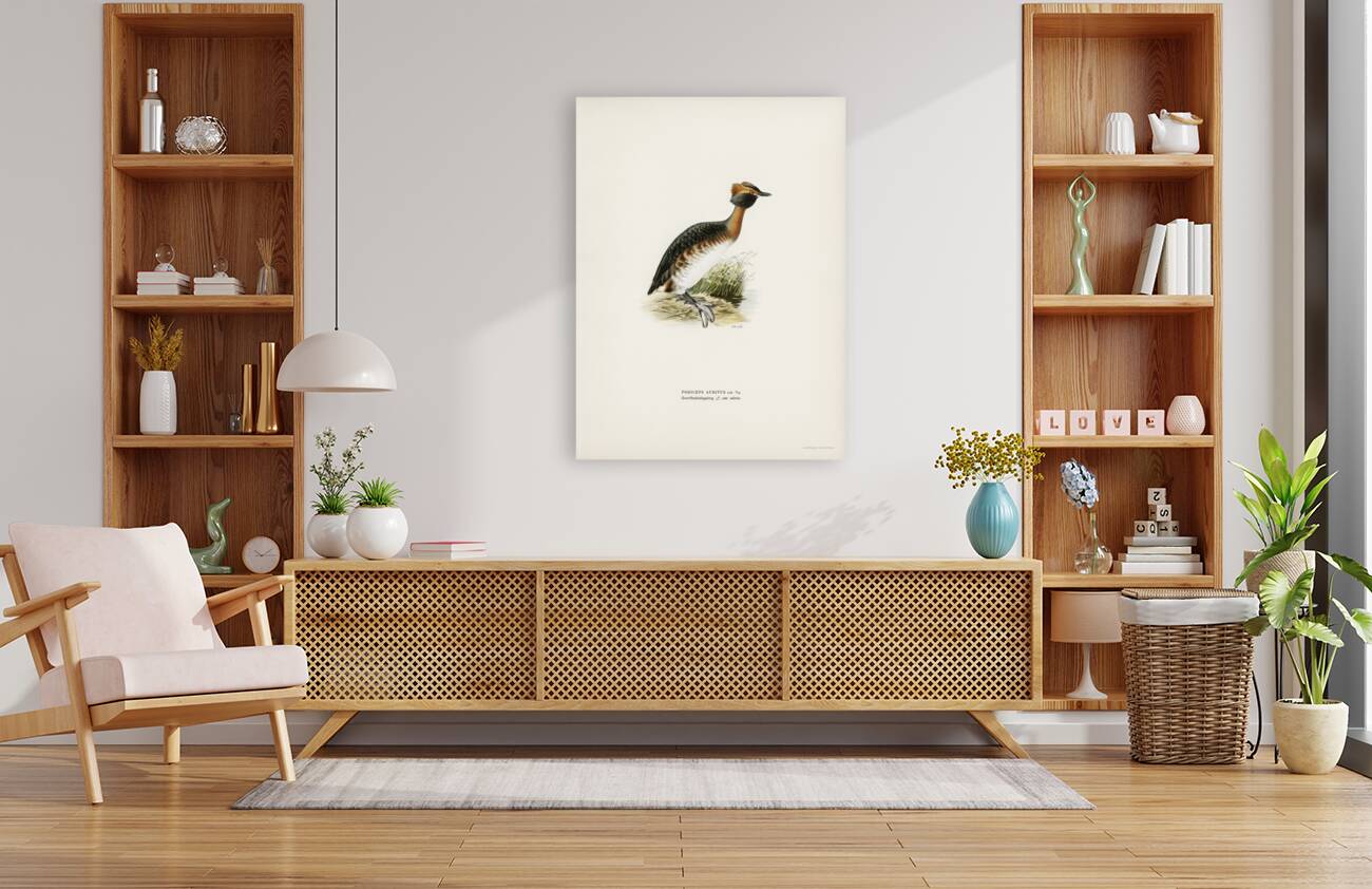 Horned grebe-in spring Podiceps auritus Reproduction