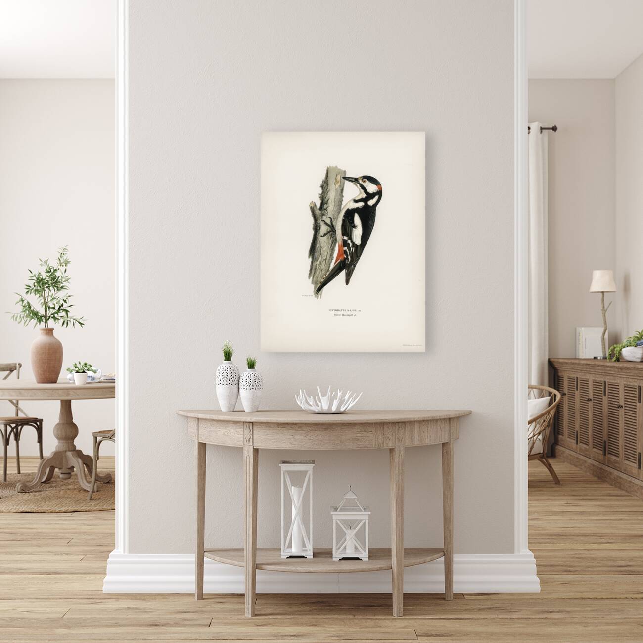 Great spotted woodpecker-male Dryobates major Reproduction