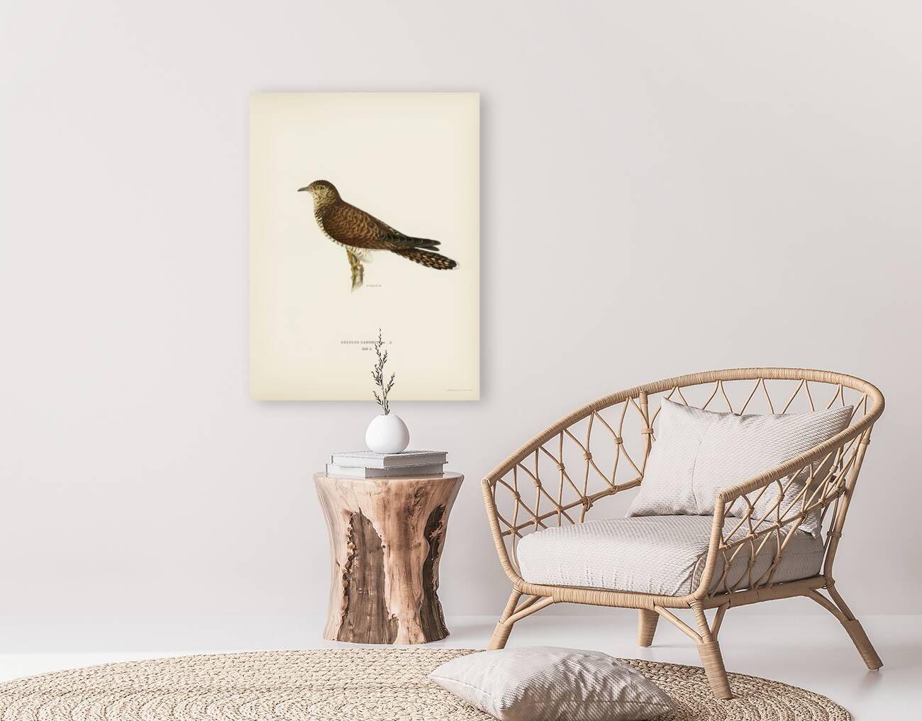 Common cuckoo-female ♀ Cuculus canorus Reproduction