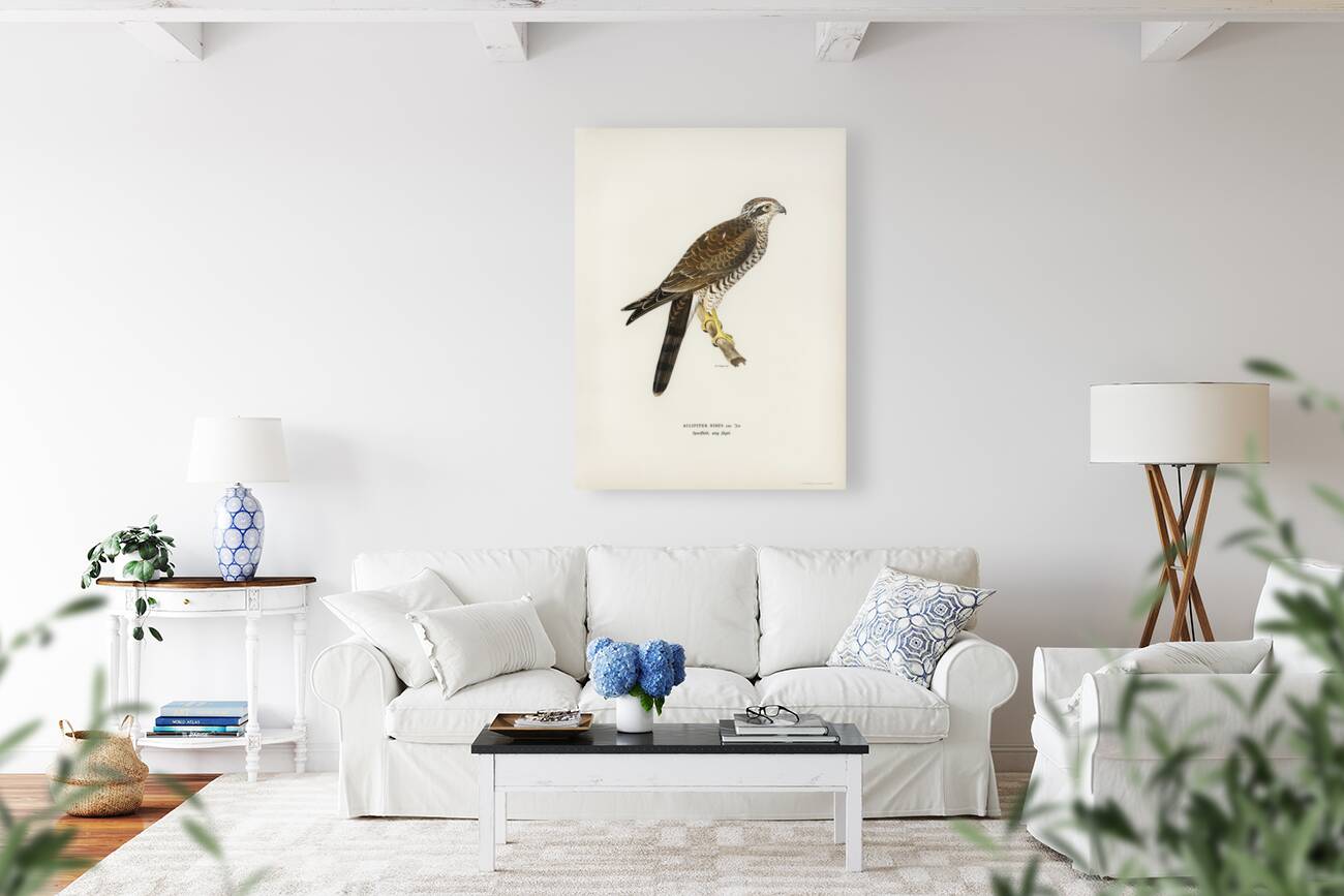 Eurasian Sparrowhawk Accipiter nisus Reproduction