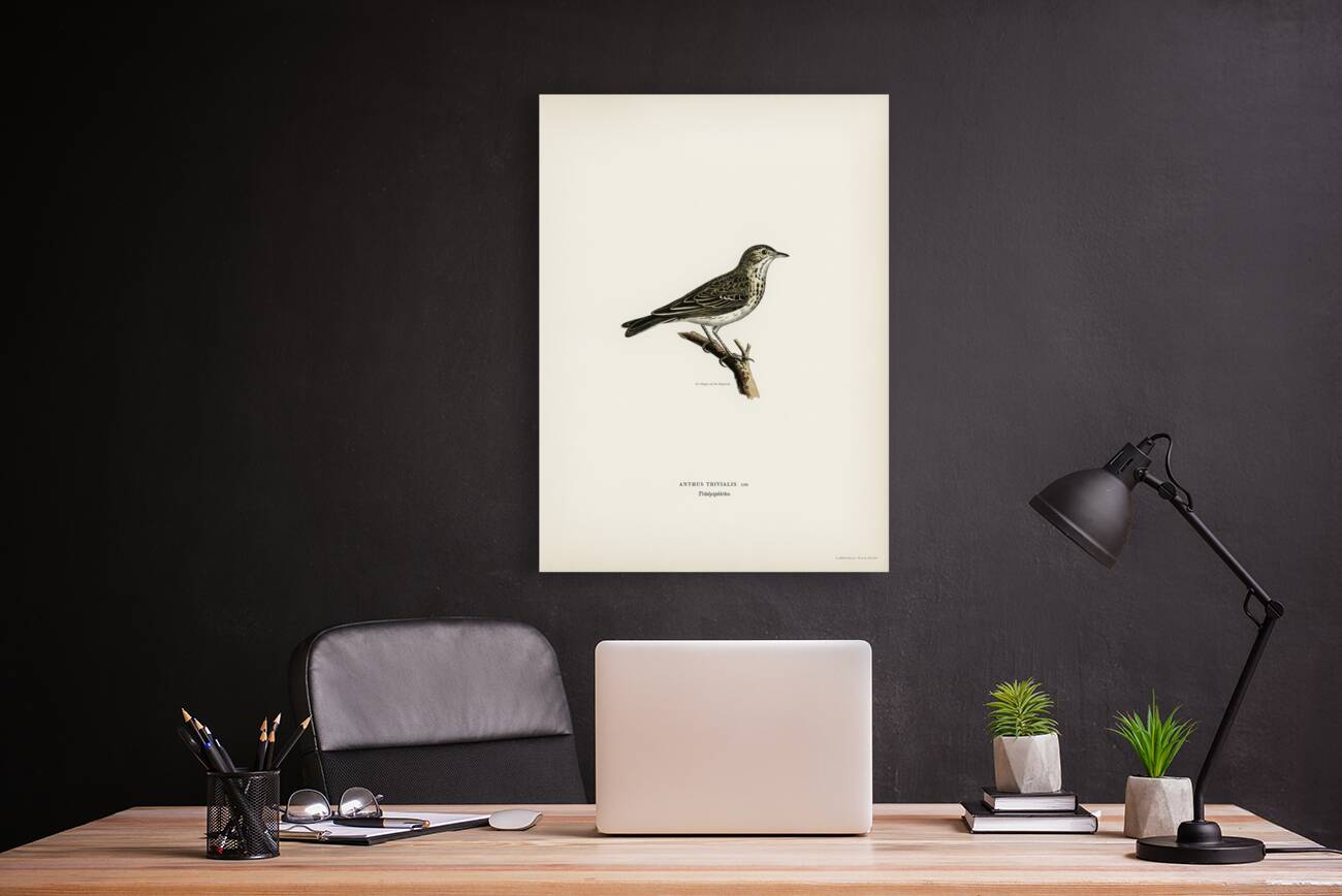 Tree pipit Anthus trivialis Reproduction