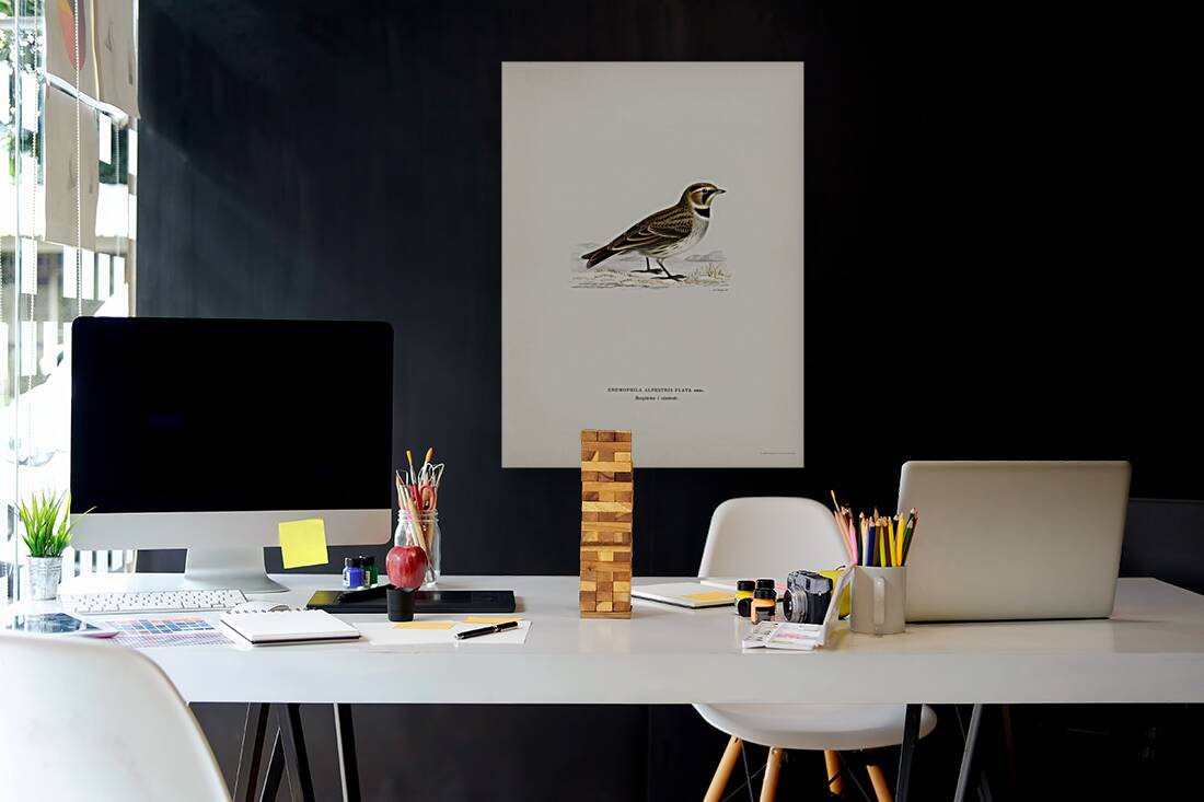 Horned lark Eremophila alpestris flava Reproduction