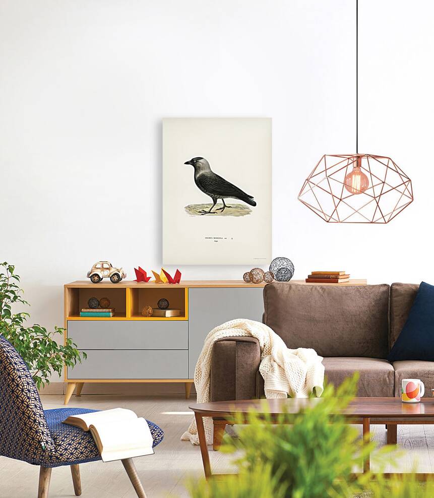 Western jackdaw Coloeus monedula Reproduction