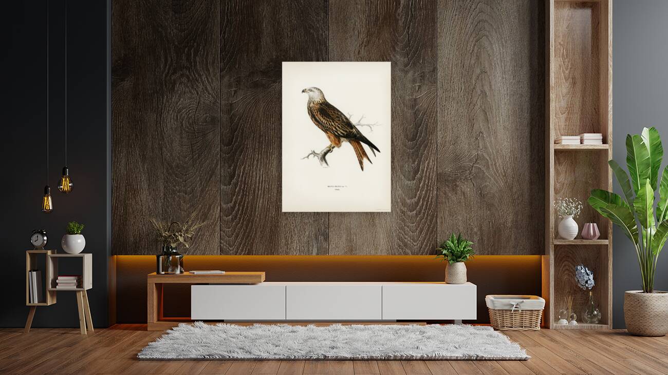 Red Kite Milvus milvus Reproduction