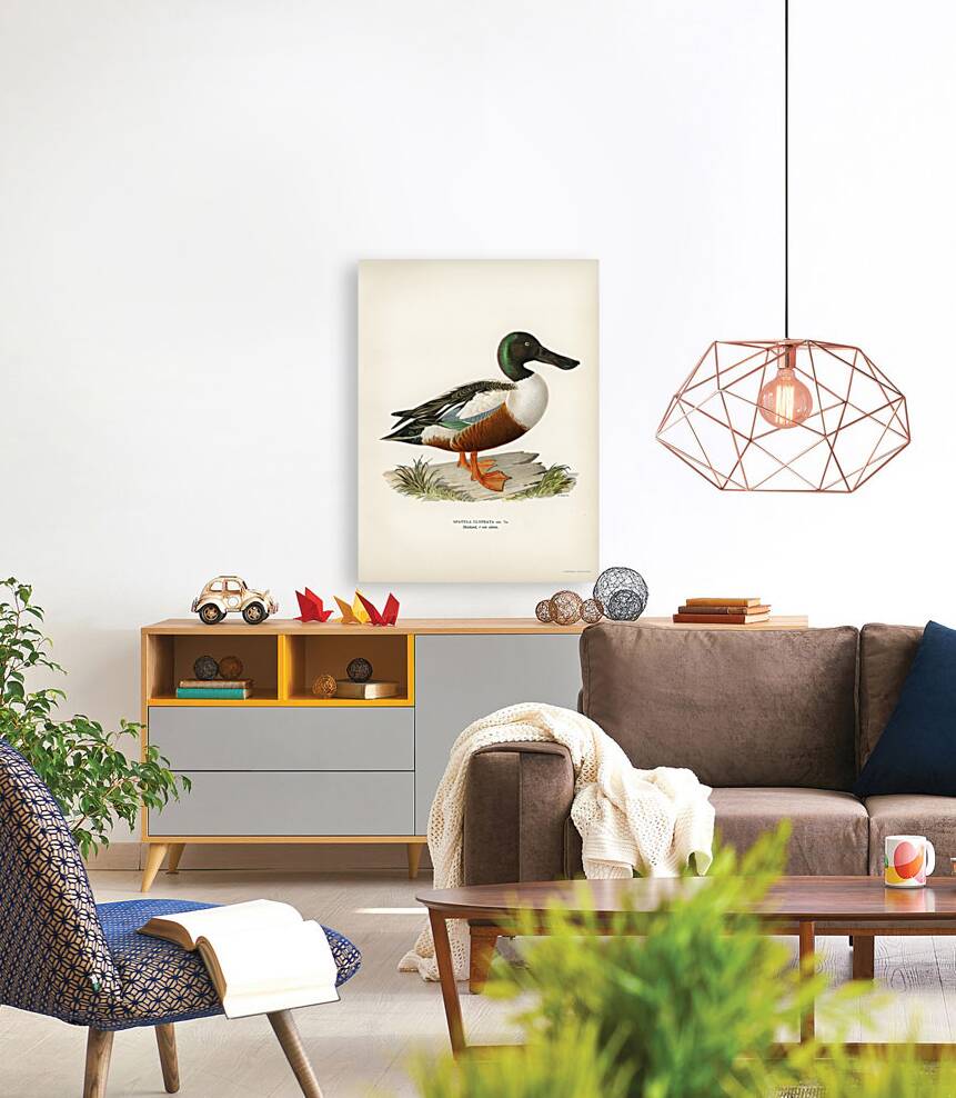 Cinnamon teal Spatula cyanoptera Reproduction