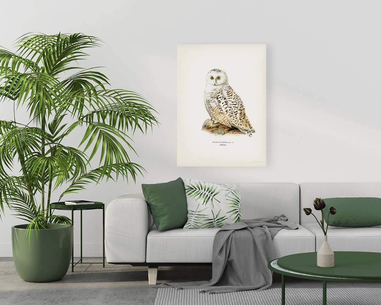 Snowy owl Nyctea Scandiaca Reproduction