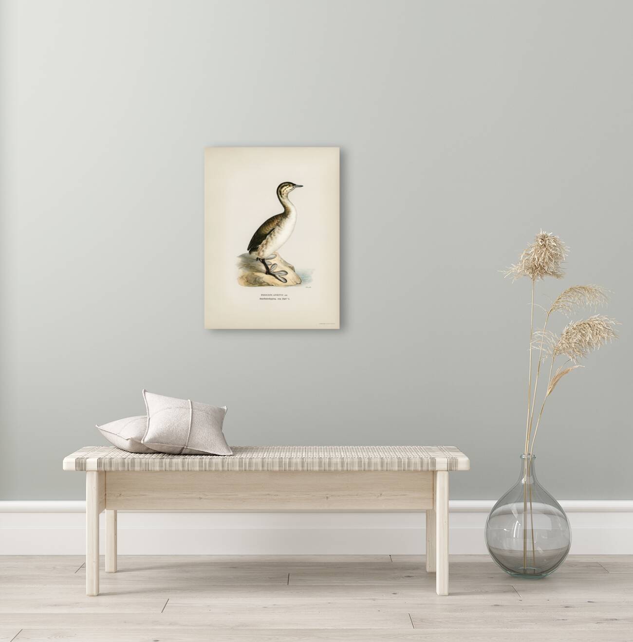 Young horned grebe Podiceps auritus Reproduction